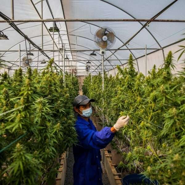 Thailand’s Cannabis Industry Set for Rapid Expansion