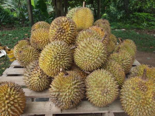 Thailand’s Bid to Reclaim Dominance in Durian Exports to China