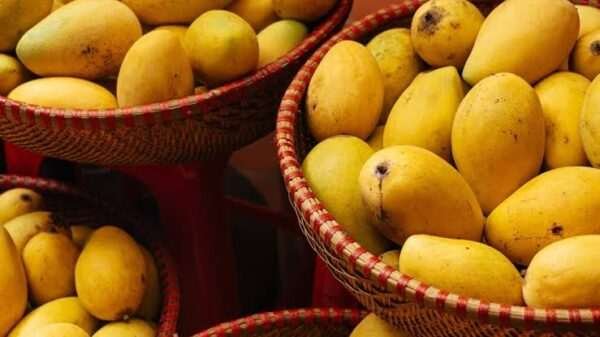 Global Mango Production Beyond India