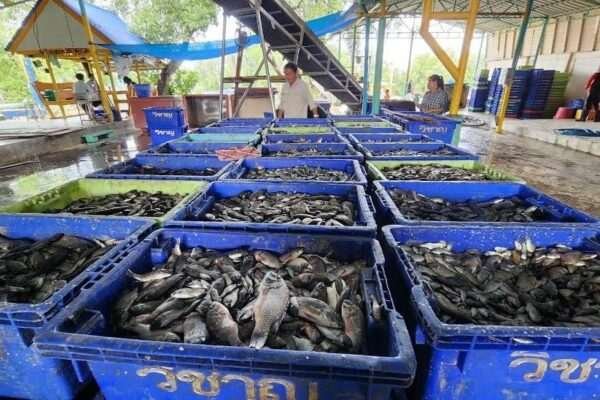 Thailand to Resolve Black Chin Tilapia Issue Within Two Months