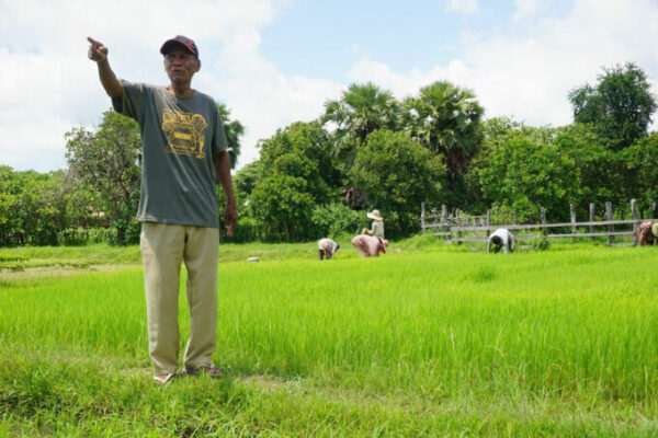 Cambodian Rice Supply Faces Challenges from Logistics, Impacting Philippines’ Food Security Plans