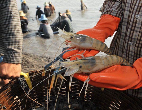 Shrimp Disease in Asia Drives Up U.S. Import Prices as Vietnam Gains Ground